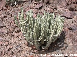 Photo d'Euphorbia virosa